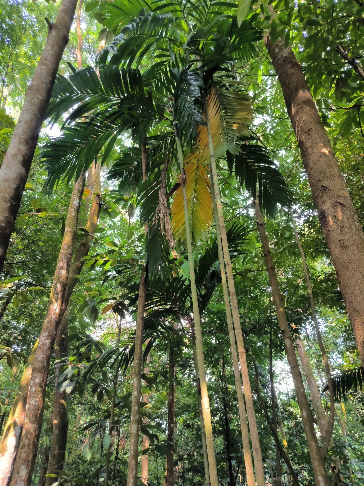 Imagem de areca