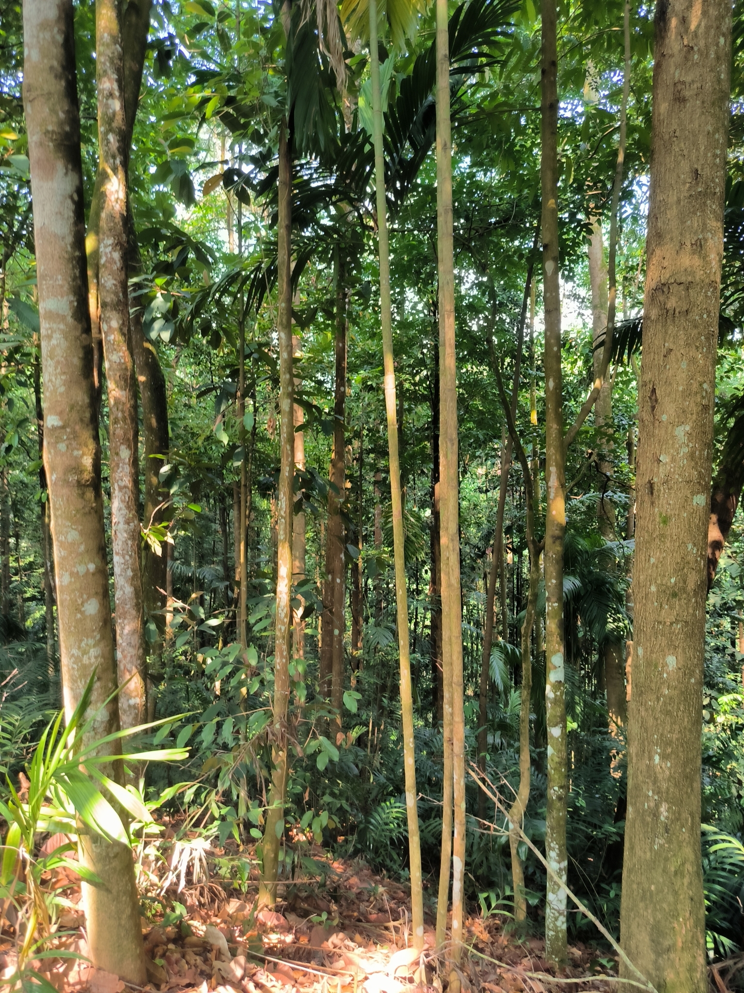 Imagem de areca