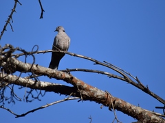 Streptopelia decaocto