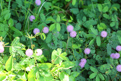 Mimosa pudica