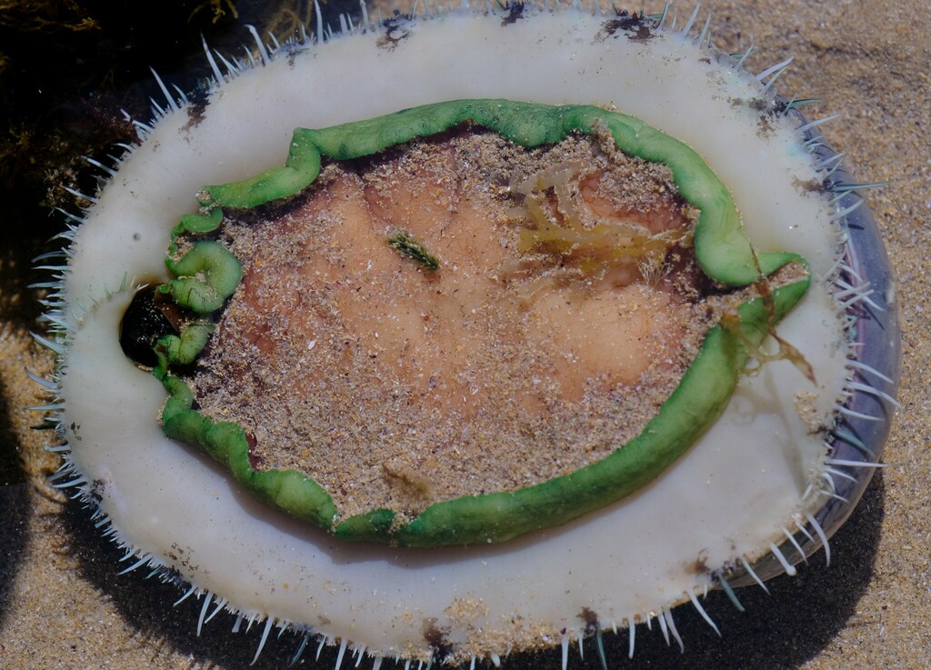 Greenlip Abalone