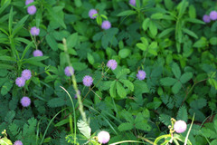 Mimosa pudica
