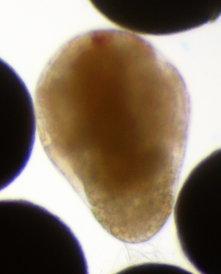Artemia monica Verrill, 1869