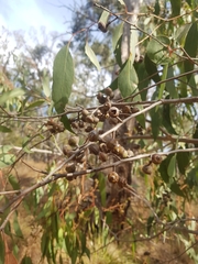 Eucalyptus macrorhyncha