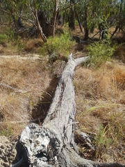 Eucalyptus macrorhyncha