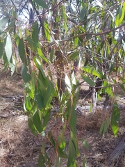 Eucalyptus macrorhyncha