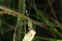 Orthetrum sabina