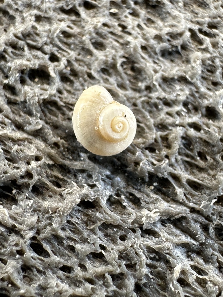 Mossy Valvata