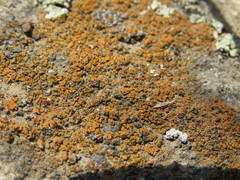 Polycauliona bolacina