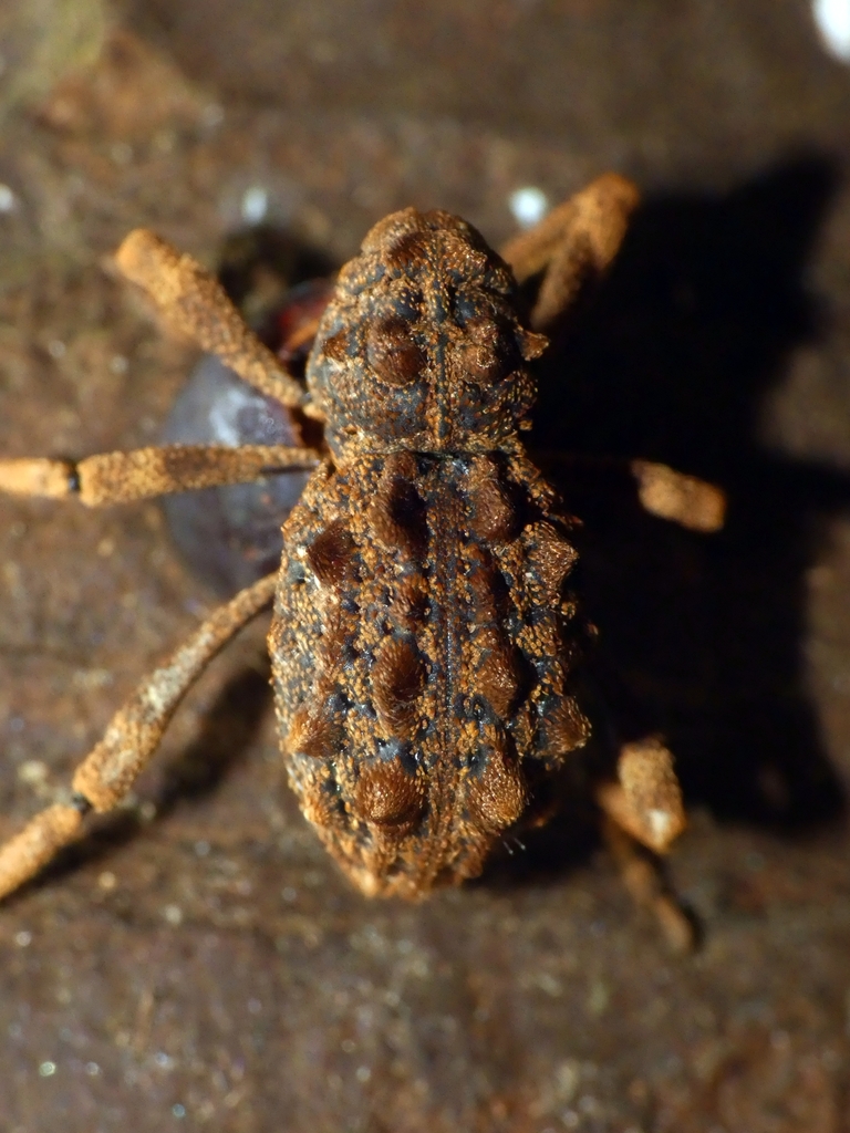 Poropterus magnus