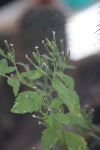 Image of Stevia micrantha by (c) José Belem Hernández Díaz, some rights reserved (CC BY)