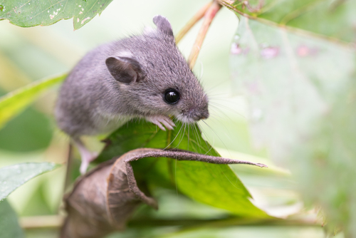 White-footed Mouse