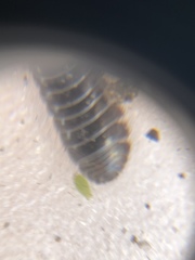 Armadillidium