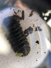 Armadillidium