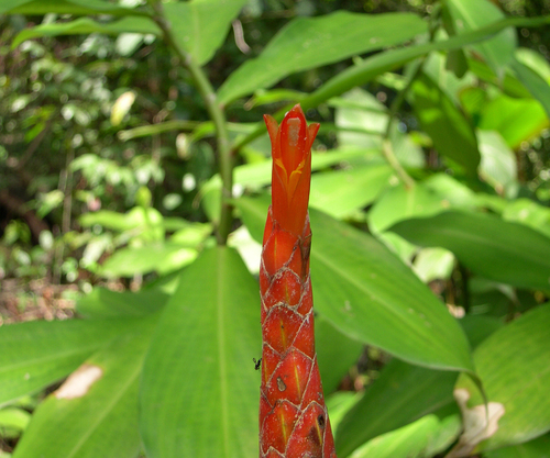 Spiral ginger (Costus pulverulentus)