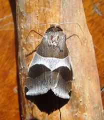 Dysgonia constricta