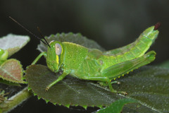 Caelifera