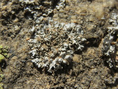 Physcia dimidiata
