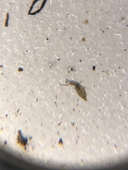 Collembola