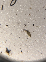 Collembola
