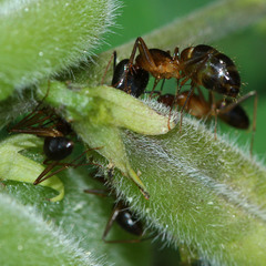 Camponotus