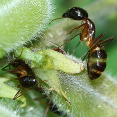 Camponotus