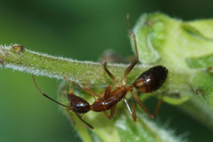 Camponotus