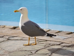 Larus michahellis