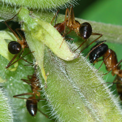 Camponotus