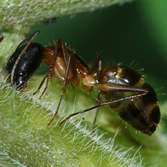Camponotus