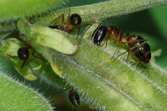 Camponotus