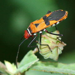 Dysdercus poecilus