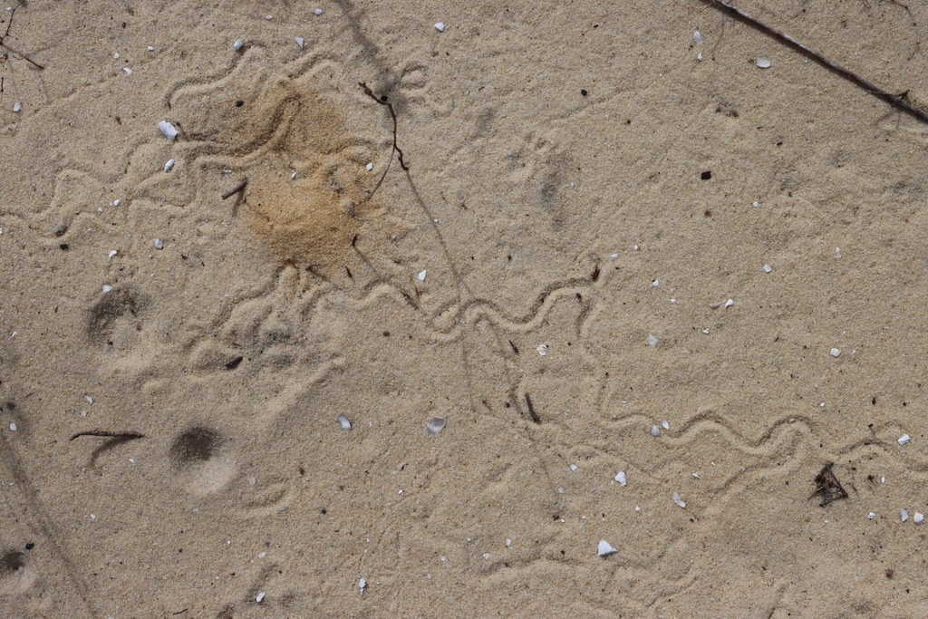 Florida Sand Skink in November 2023 by LW Ridge · iNaturalist