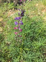 Lupinus truncatus