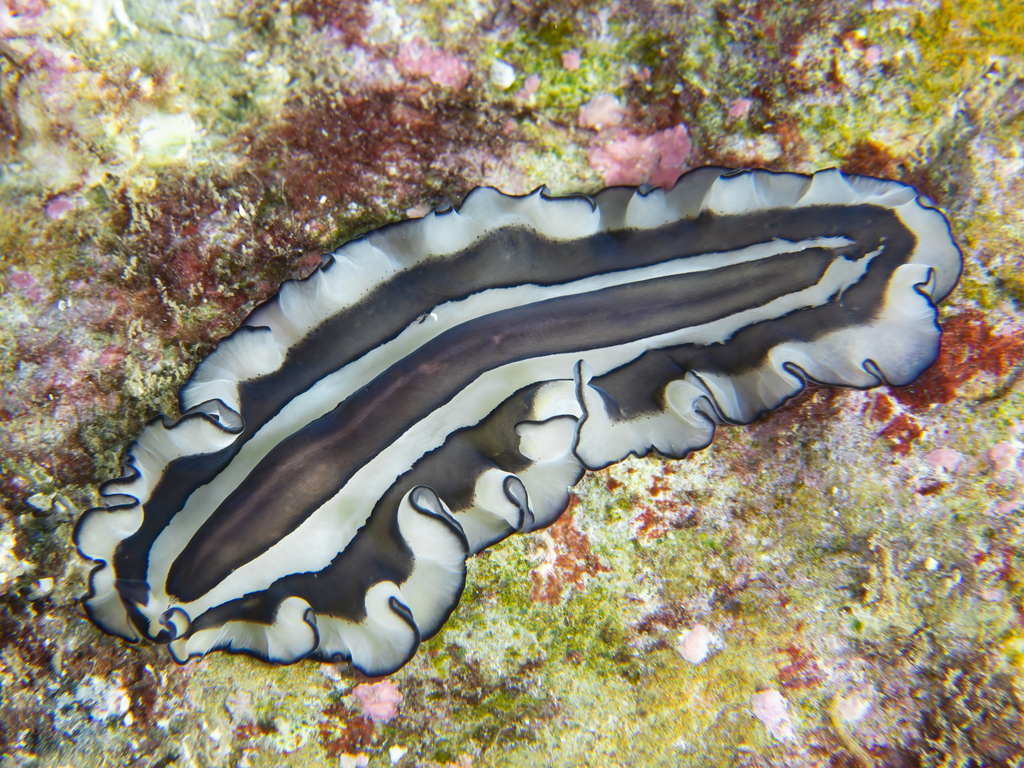 Pseudobiceros gratus