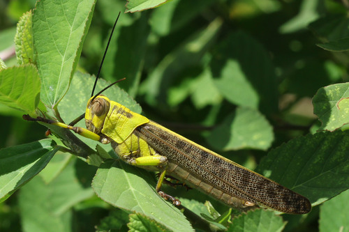 Javanese Grasshopper photo 6