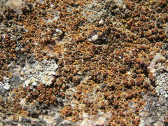 Polycauliona bolacina