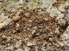 Polycauliona bolacina