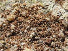 Polycauliona bolacina