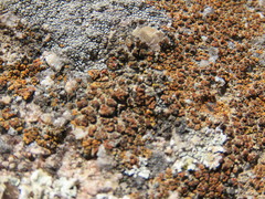 Polycauliona bolacina