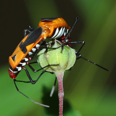 Dysdercus