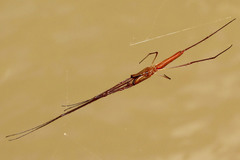 Tetragnathidae