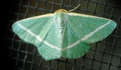 Mixocera latilineata