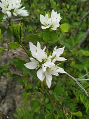 Bauhinia lunarioides