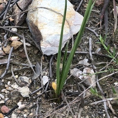 Curculigo orchioides