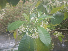 Tabernaemontana alba