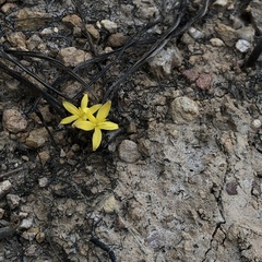 Curculigo orchioides