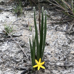 Curculigo orchioides
