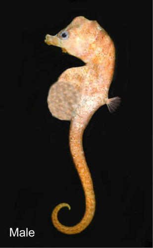 Bullneck Seahorse - Photo (c) Martin Gomon / Museum Victoria, some rights reserved (CC BY)