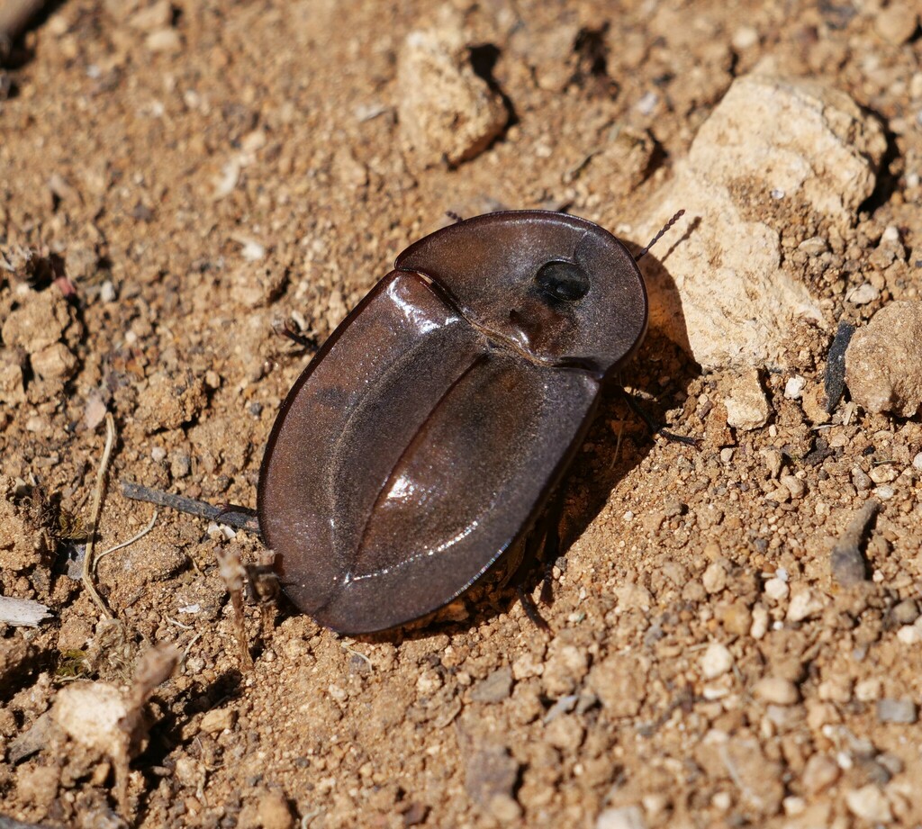 Piedish Beetles from Hartley SA 5255, Australia on November 3, 2023 at